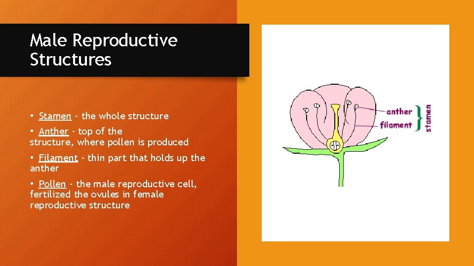Male Reproductive Structures • Stamen - the whole structure • Anther - top of
