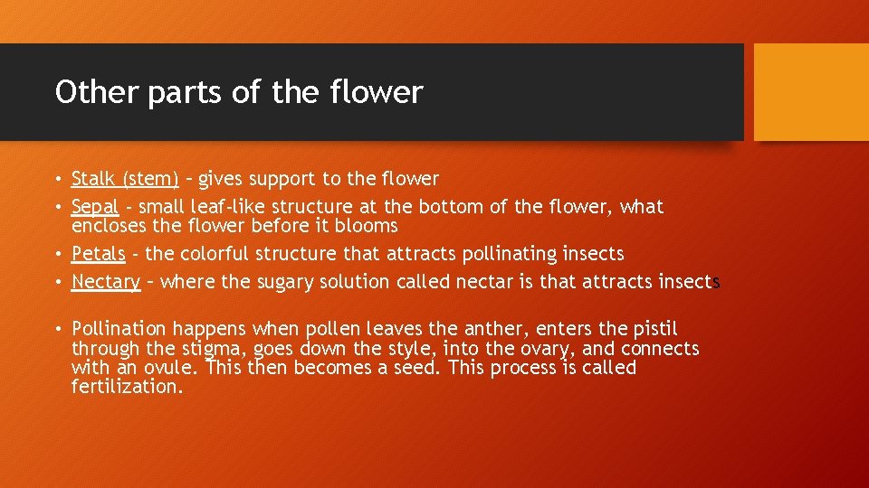 Other parts of the flower • Stalk (stem) – gives support to the flower