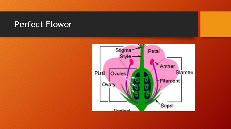 Perfect Flower 