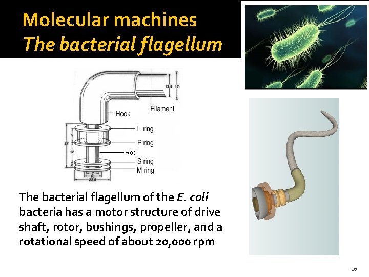 Molecular machines The bacterial flagellum of the E. coli bacteria has a motor structure