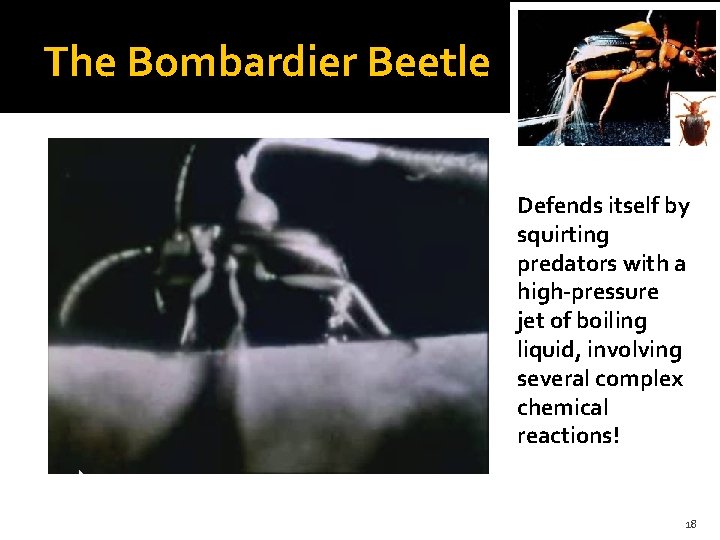 The Bombardier Beetle Defends itself by squirting predators with a high-pressure jet of boiling