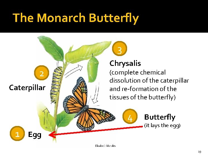 The Monarch Butterfly 3 2 Caterpillar Chrysalis (complete chemical dissolution of the caterpillar and