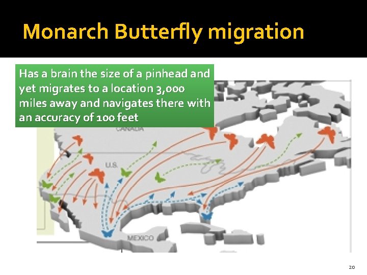 Monarch Butterfly migration Has a brain the size of a pinhead and yet migrates