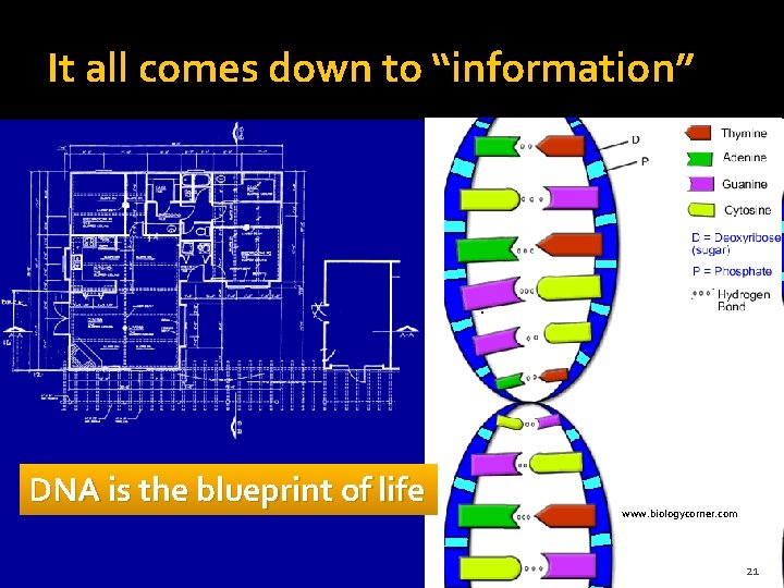 It all comes down to “information” DNA is the blueprint of life www. biologycorner.