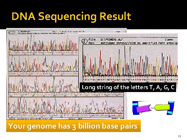 DNA Sequencing Result Long string of the letters T, A, G, C Your genome