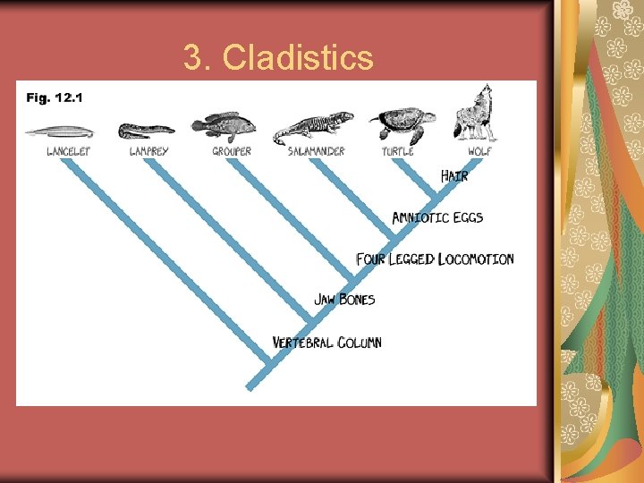 3. Cladistics 