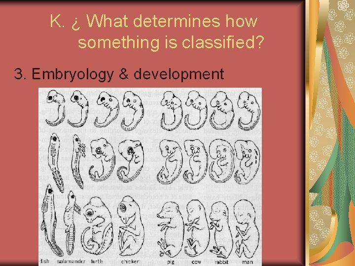 K. ¿ What determines how something is classified? 3. Embryology & development 