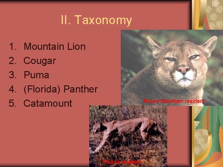 II. Taxonomy 1. 2. 3. 4. 5. Mountain Lion Cougar Puma (Florida) Panther Catamount