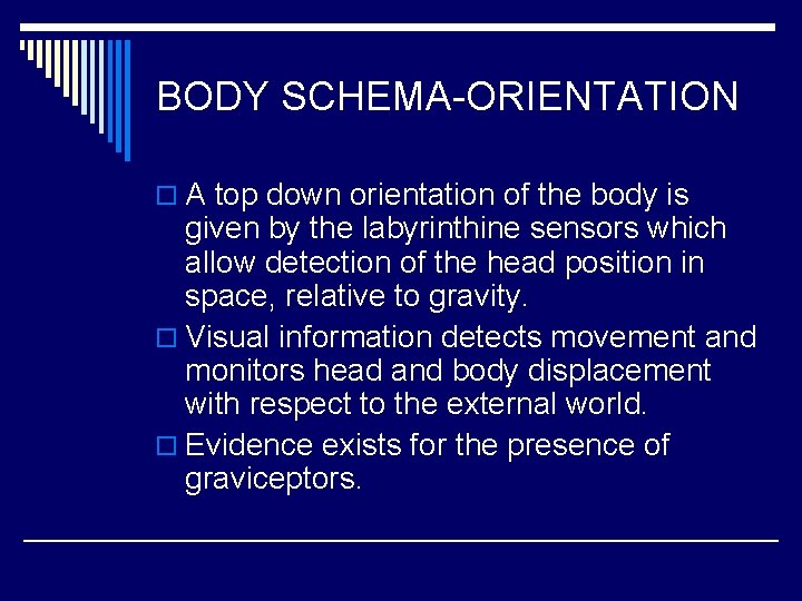 BODY SCHEMA-ORIENTATION o A top down orientation of the body is given by the