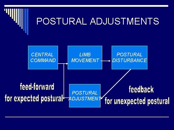 POSTURAL ADJUSTMENTS CENTRAL COMMAND LIMB MOVEMENT POSTURAL ADJUSTMENT POSTURAL DISTURBANCE 