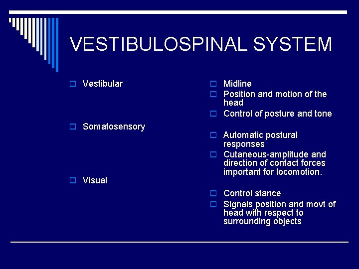 VESTIBULOSPINAL SYSTEM o Vestibular o Midline o Position and motion of the head o