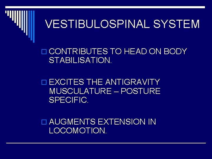 VESTIBULOSPINAL SYSTEM o CONTRIBUTES TO HEAD ON BODY STABILISATION. o EXCITES THE ANTIGRAVITY MUSCULATURE
