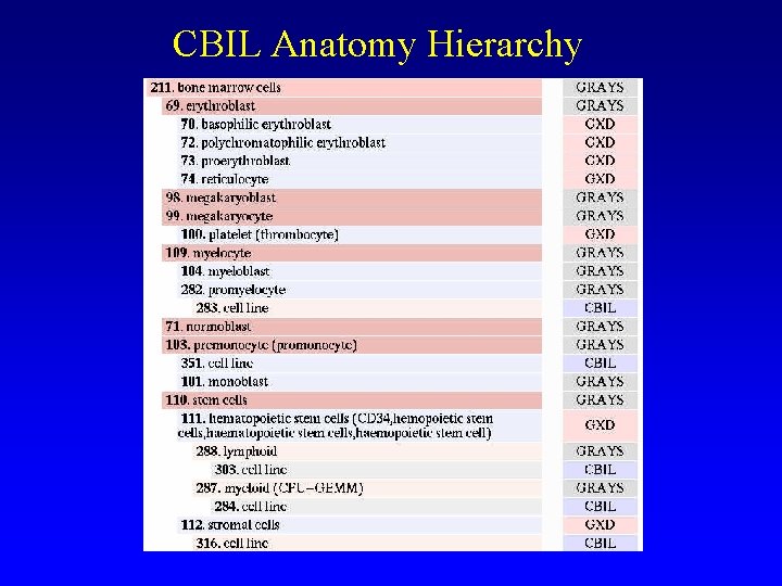 CBIL Anatomy Hierarchy 