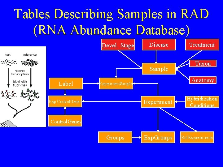 Tables Describing Samples in RAD (RNA Abundance Database) Devel. Stage Disease Sample Label Taxon