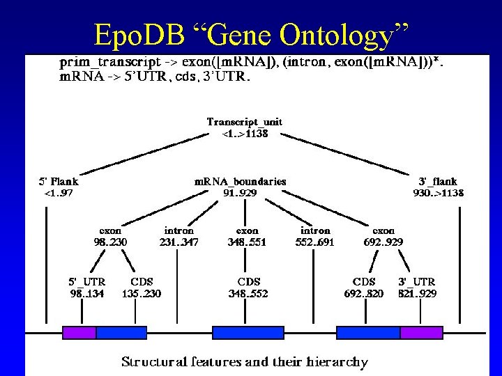 Epo. DB “Gene Ontology” 