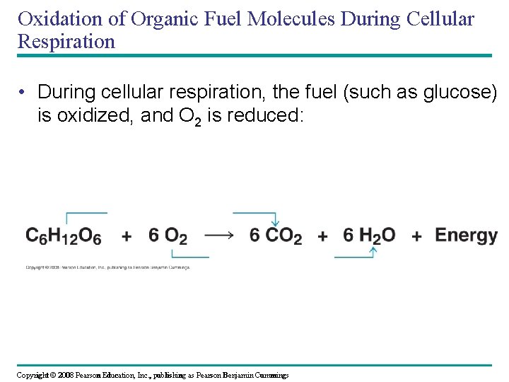 Oxidation of Organic Fuel Molecules During Cellular Respiration • During cellular respiration, the fuel