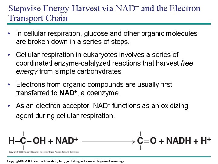 Stepwise Energy Harvest via NAD+ and the Electron Transport Chain • In cellular respiration,