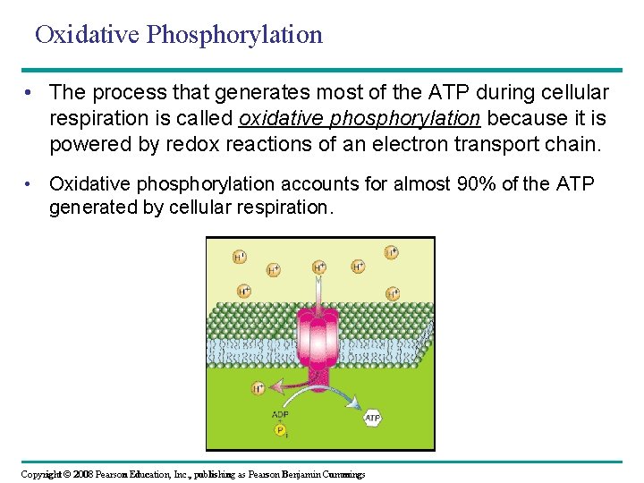 Oxidative Phosphorylation • The process that generates most of the ATP during cellular respiration