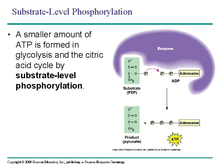 Substrate-Level Phosphorylation • A smaller amount of ATP is formed in glycolysis and the