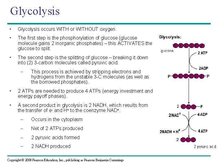 Glycolysis • Glycolysis occurs WITH or WITHOUT oxygen. • The first step is the