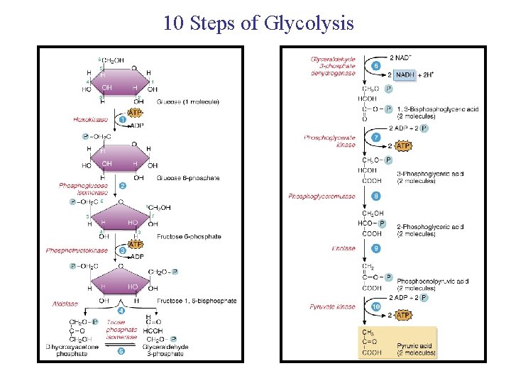 10 Steps of Glycolysis 