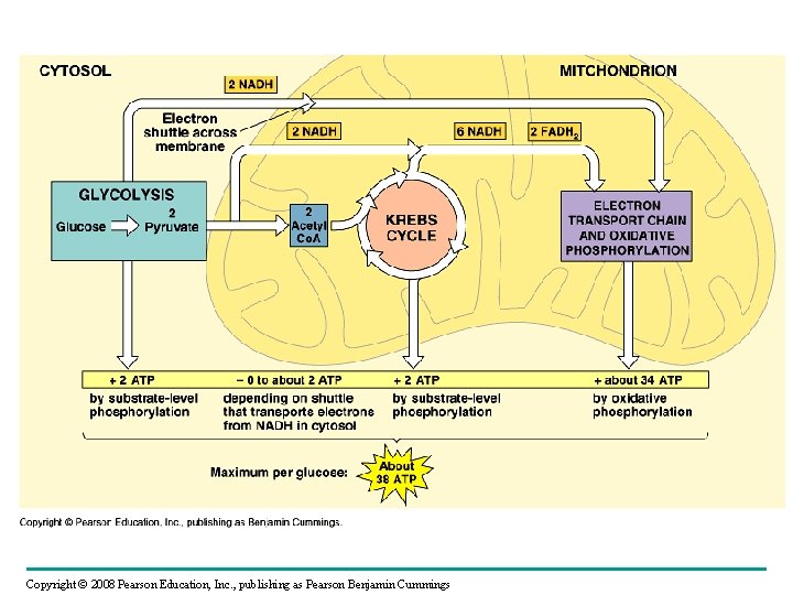 Copyright © 2008 Pearson Education, Inc. , publishing as Pearson Benjamin Cummings 