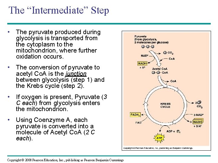 The “Intermediate” Step • The pyruvate produced during glycolysis is transported from the cytoplasm