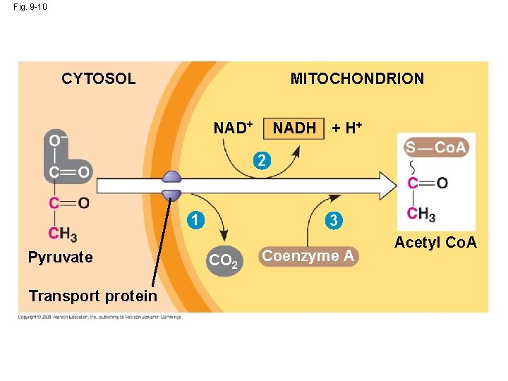 Fig. 9 -10 CYTOSOL MITOCHONDRION NAD+ NADH + H+ 2 1 Pyruvate Transport protein