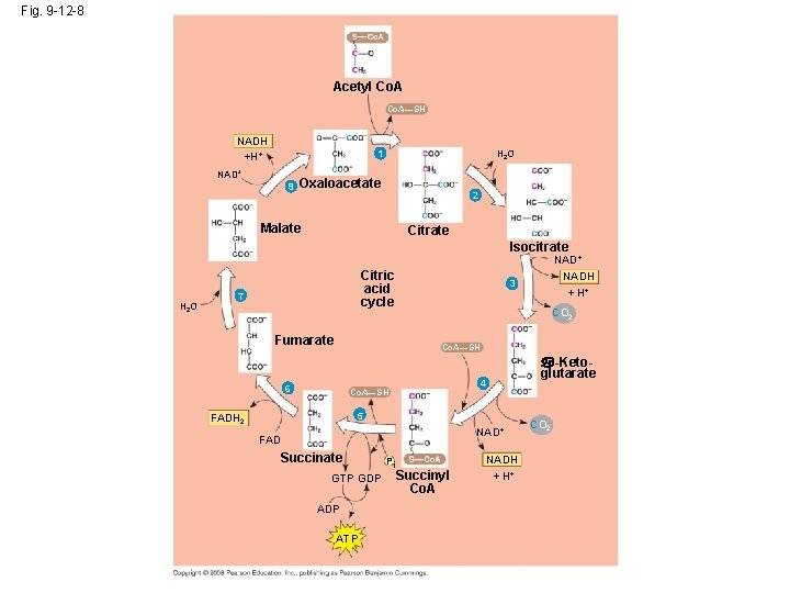 Fig. 9 -12 -8 Acetyl Co. A—SH NADH +H+ H 2 O 1 NAD+