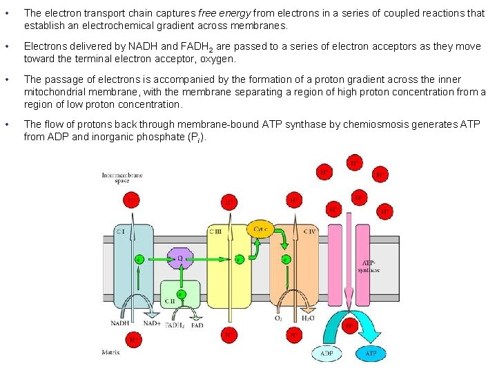  • The electron transport chain captures free energy from electrons in a series