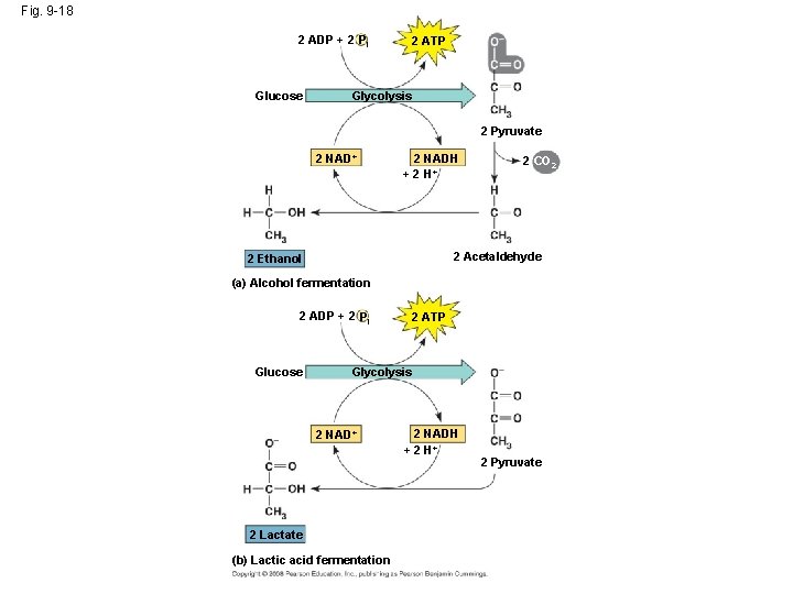 Fig. 9 -18 2 ADP + 2 Pi Glucose 2 ATP Glycolysis 2 Pyruvate