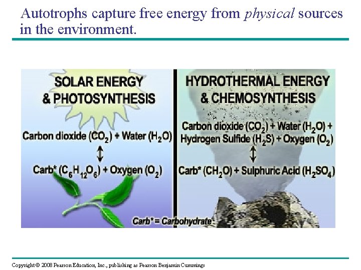 Autotrophs capture free energy from physical sources in the environment. Copyright © 2008 Pearson