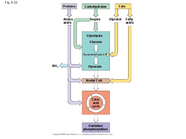 Fig. 9 -20 Proteins Amino acids Carbohydrates Sugars Glycolysis Glucose Glyceraldehyde-3 - P NH