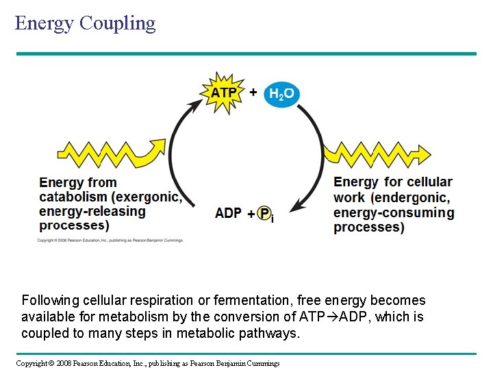 Energy Coupling H 2 O Following cellular respiration or fermentation, free energy becomes available