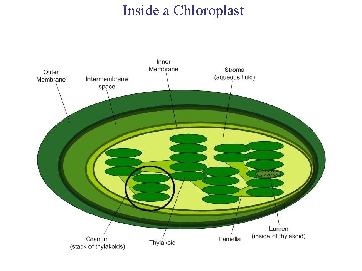 Inside a Chloroplast 