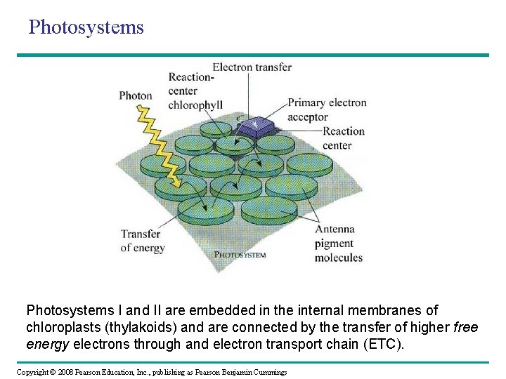 Photosystems I and II are embedded in the internal membranes of chloroplasts (thylakoids) and