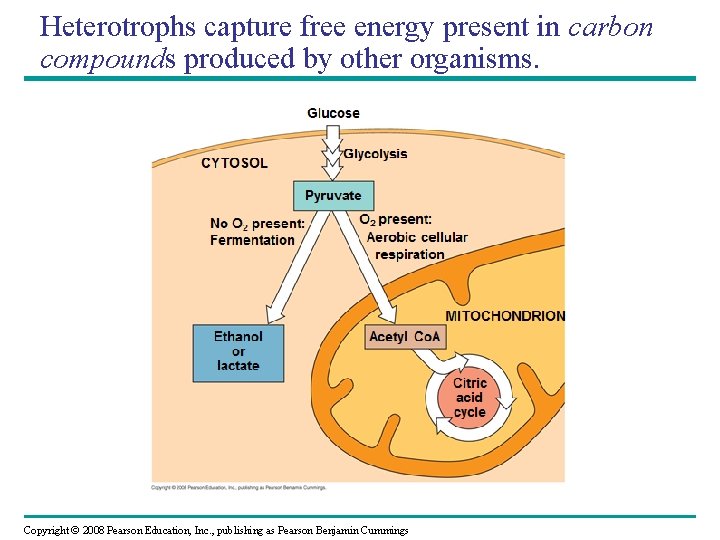 Heterotrophs capture free energy present in carbon compounds produced by other organisms. Copyright ©