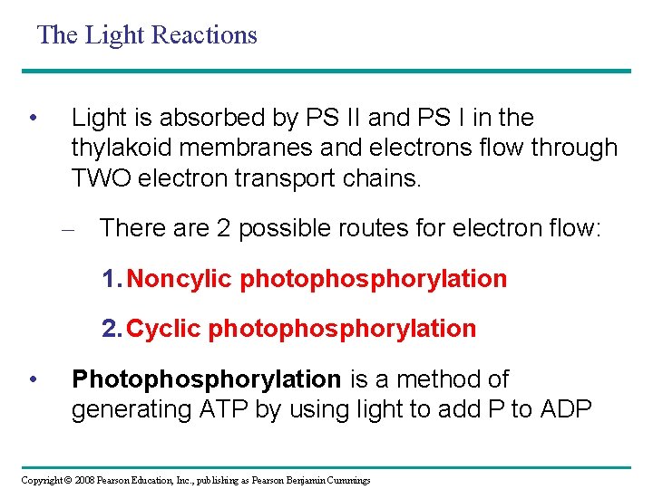 The Light Reactions • Light is absorbed by PS II and PS I in