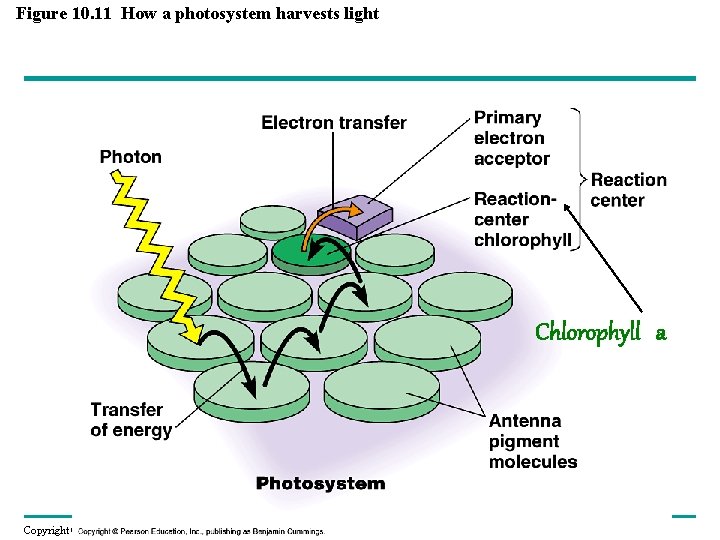 Figure 10. 11 How a photosystem harvests light Chlorophyll a Copyright © 2008 Pearson