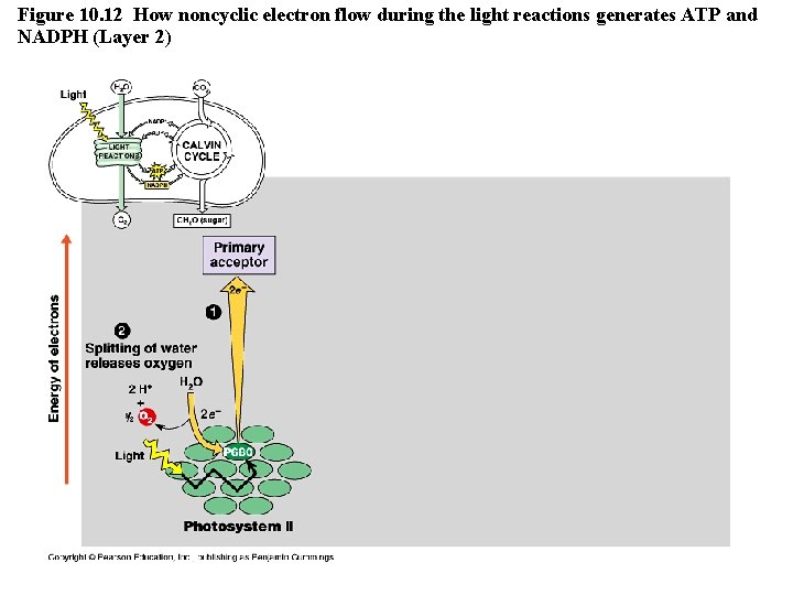 Figure 10. 12 How noncyclic electron flow during the light reactions generates ATP and