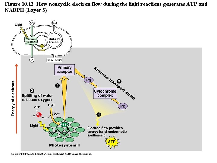 Figure 10. 12 How noncyclic electron flow during the light reactions generates ATP and