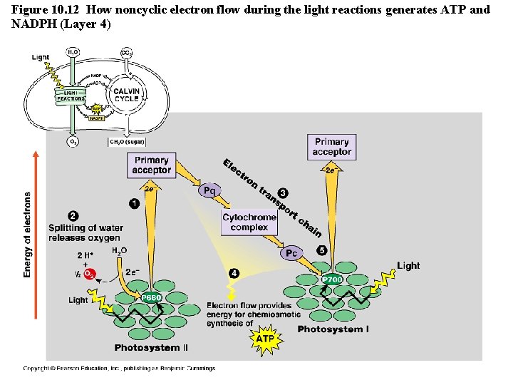 Figure 10. 12 How noncyclic electron flow during the light reactions generates ATP and