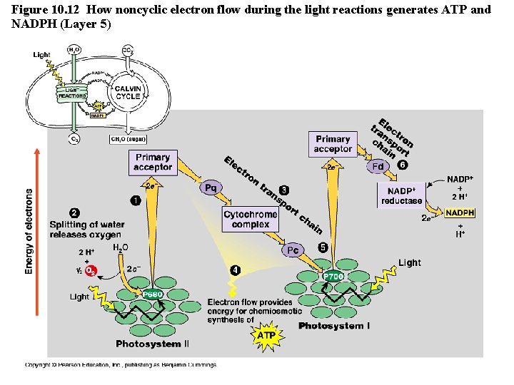 Figure 10. 12 How noncyclic electron flow during the light reactions generates ATP and