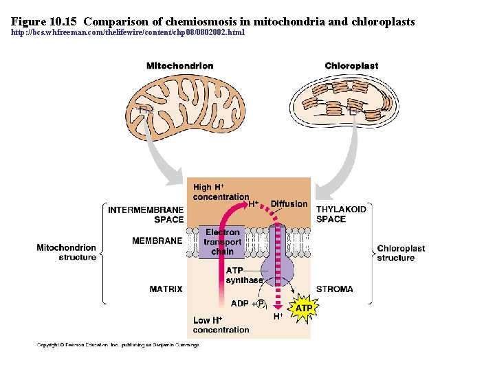 Figure 10. 15 Comparison of chemiosmosis in mitochondria and chloroplasts http: //bcs. whfreeman. com/thelifewire/content/chp