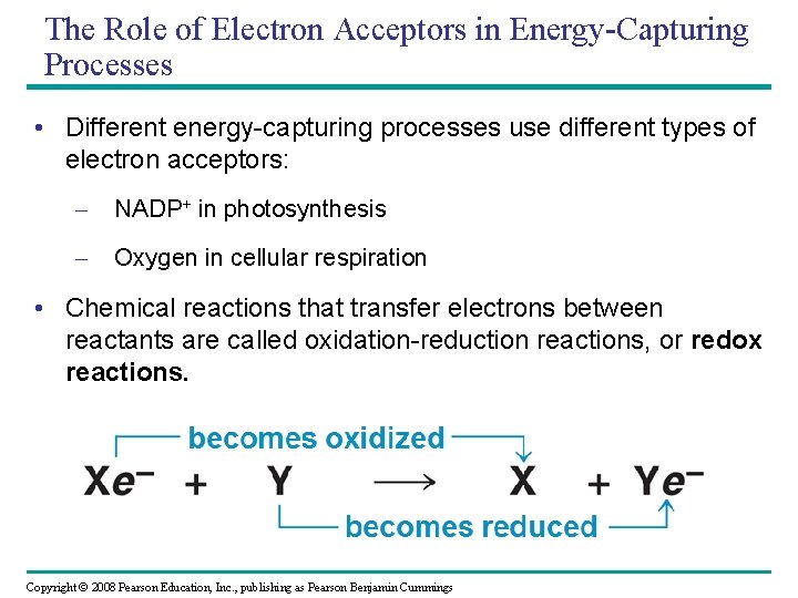 The Role of Electron Acceptors in Energy-Capturing Processes • Different energy-capturing processes use different