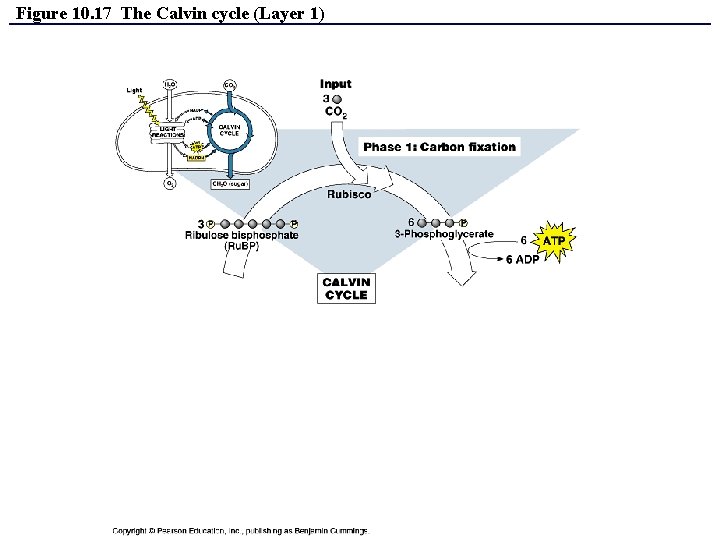 Figure 10. 17 The Calvin cycle (Layer 1) 