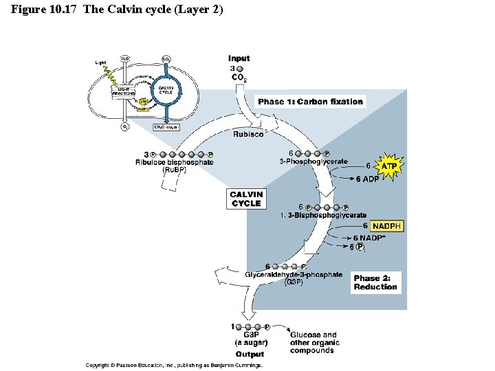 Figure 10. 17 The Calvin cycle (Layer 2) 