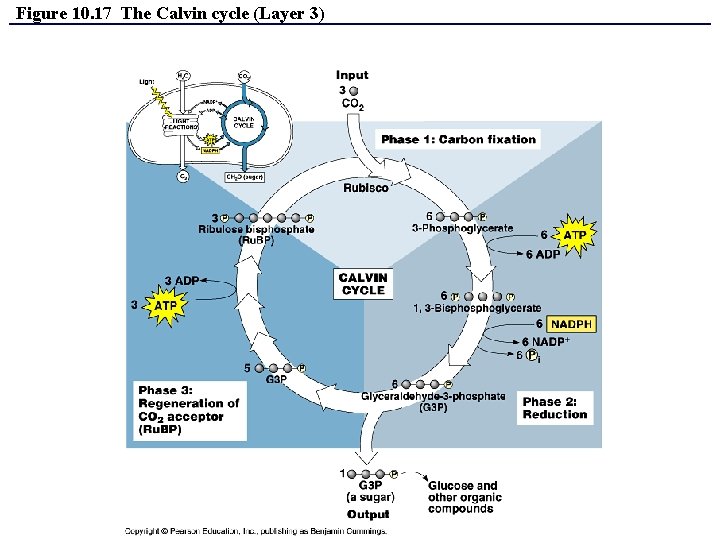 Figure 10. 17 The Calvin cycle (Layer 3) 