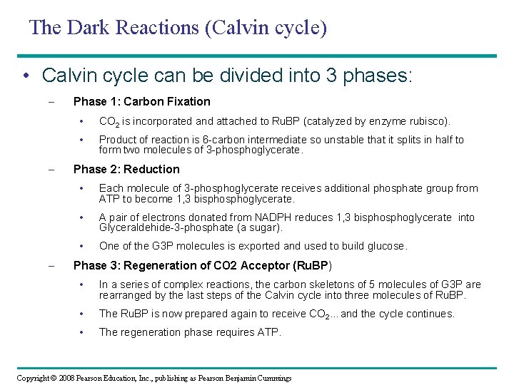 The Dark Reactions (Calvin cycle) • Calvin cycle can be divided into 3 phases: