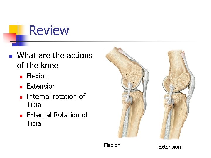 Review n What are the actions of the knee n n Flexion Extension Internal